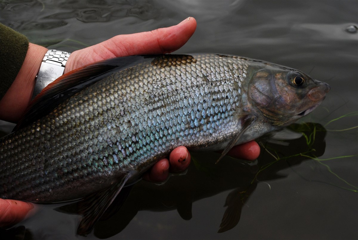 Grayling