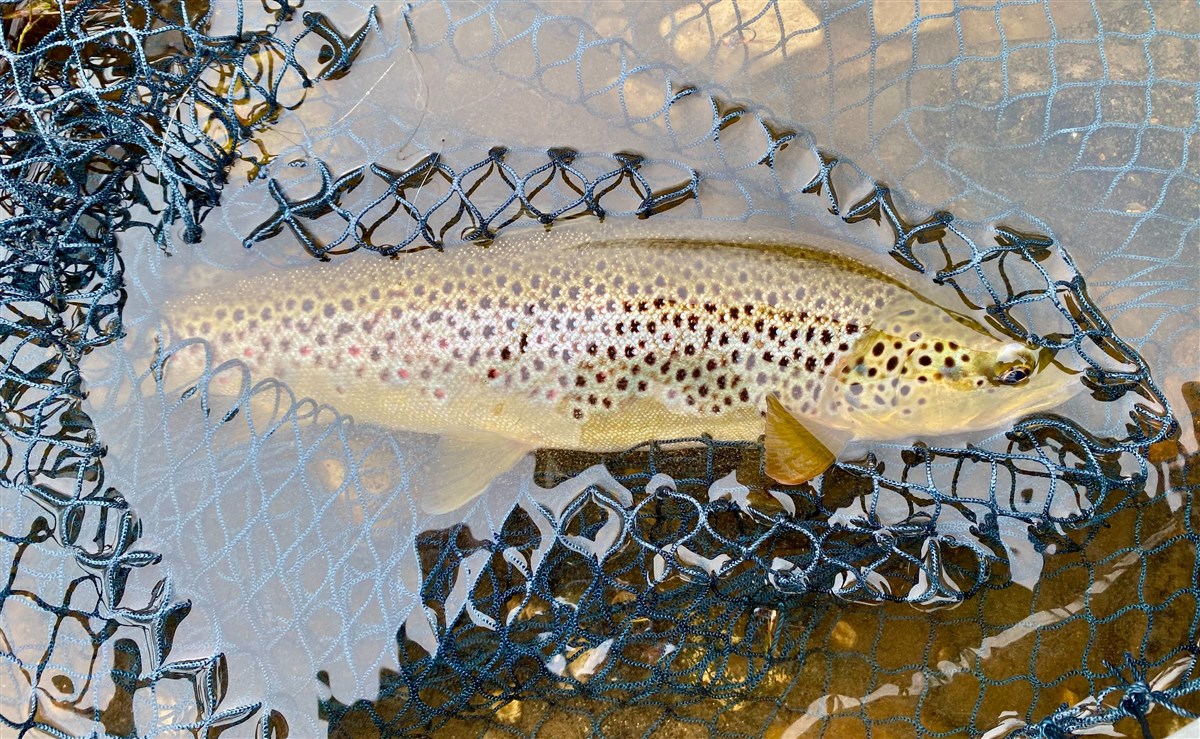April Trout 