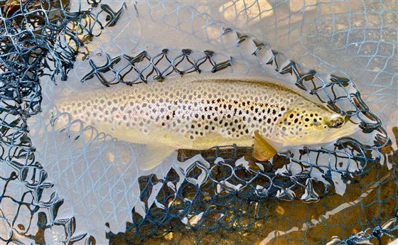 April Trout 
