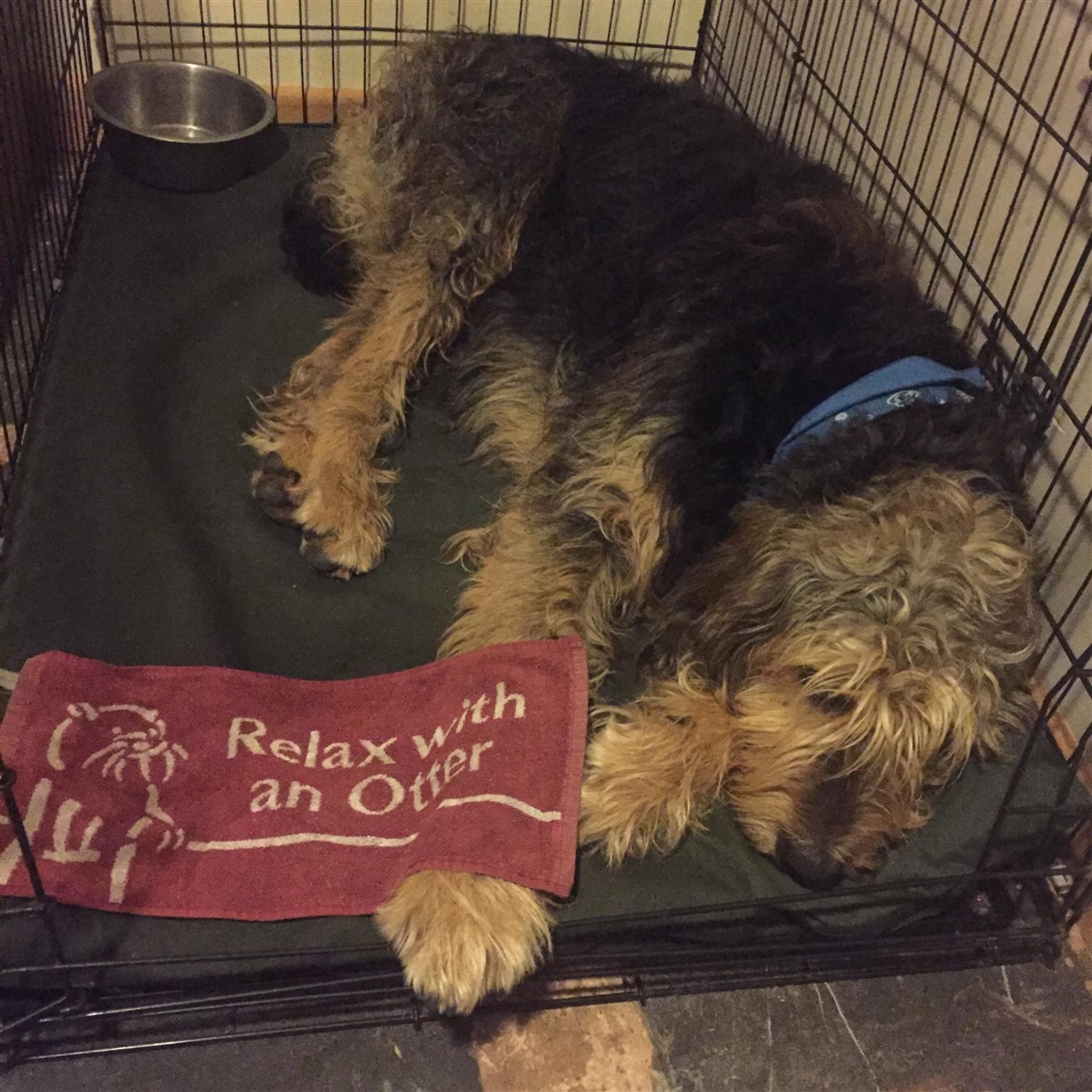 Chien heureux après une nuit avec son propriétaire dans notre bar 