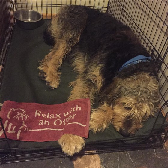 Chien heureux après une nuit avec son propriétaire dans notre bar 