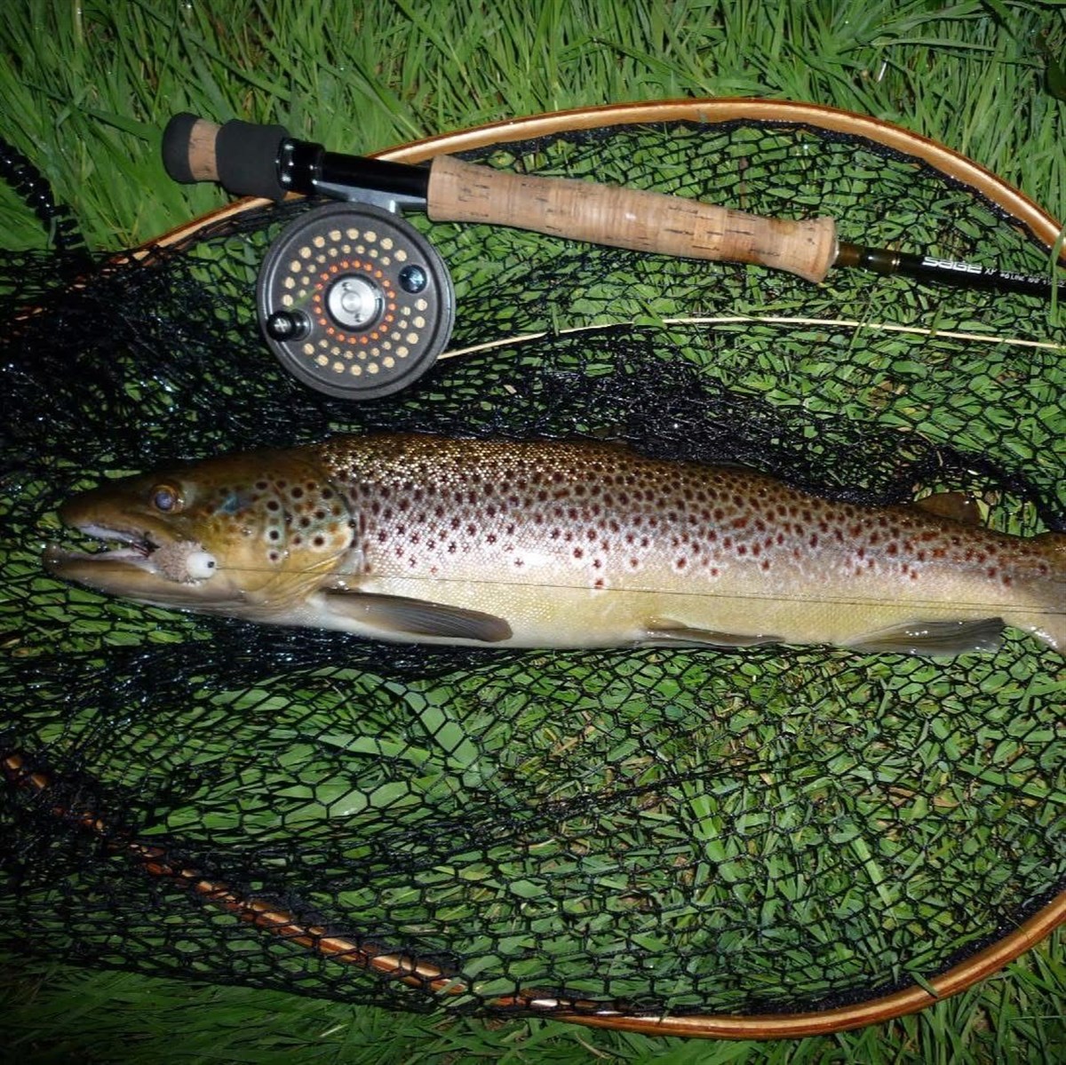 Brown trout