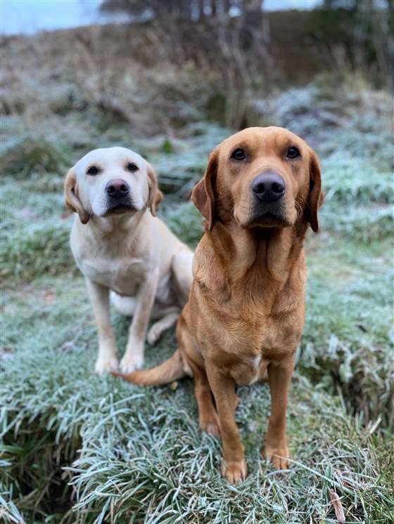Ghillies Helpers