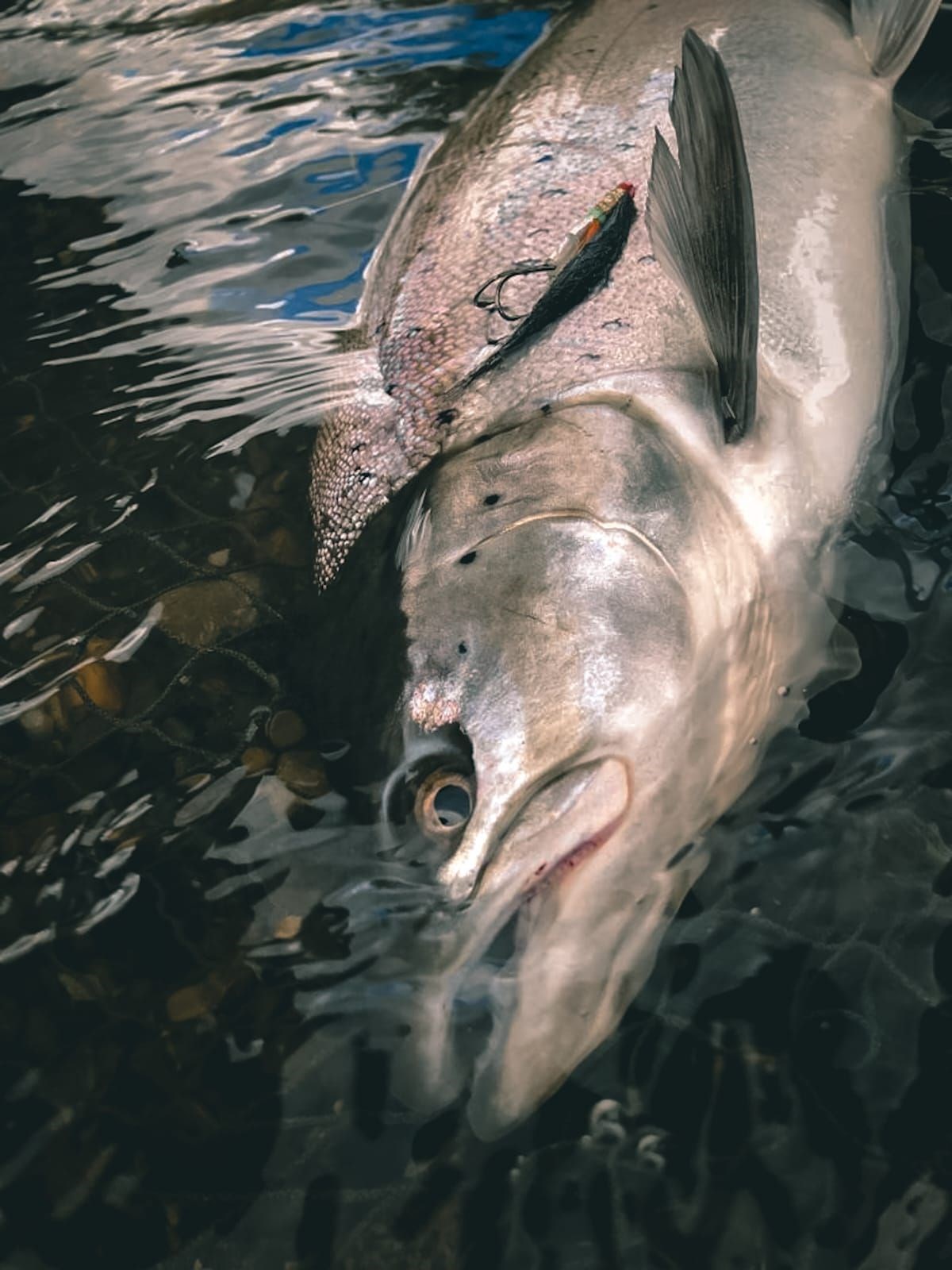 Silver Brute