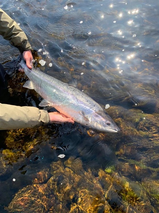 Spring Fish