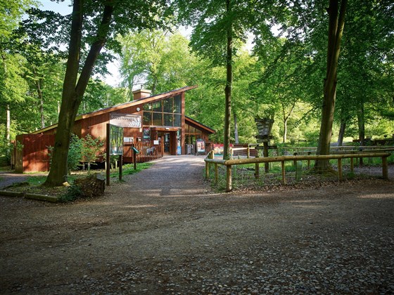 Treehouse Breaks at Forest Holidays, Blackwood Forest