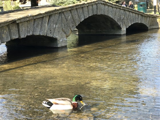 Ven a alimentar a los patos
