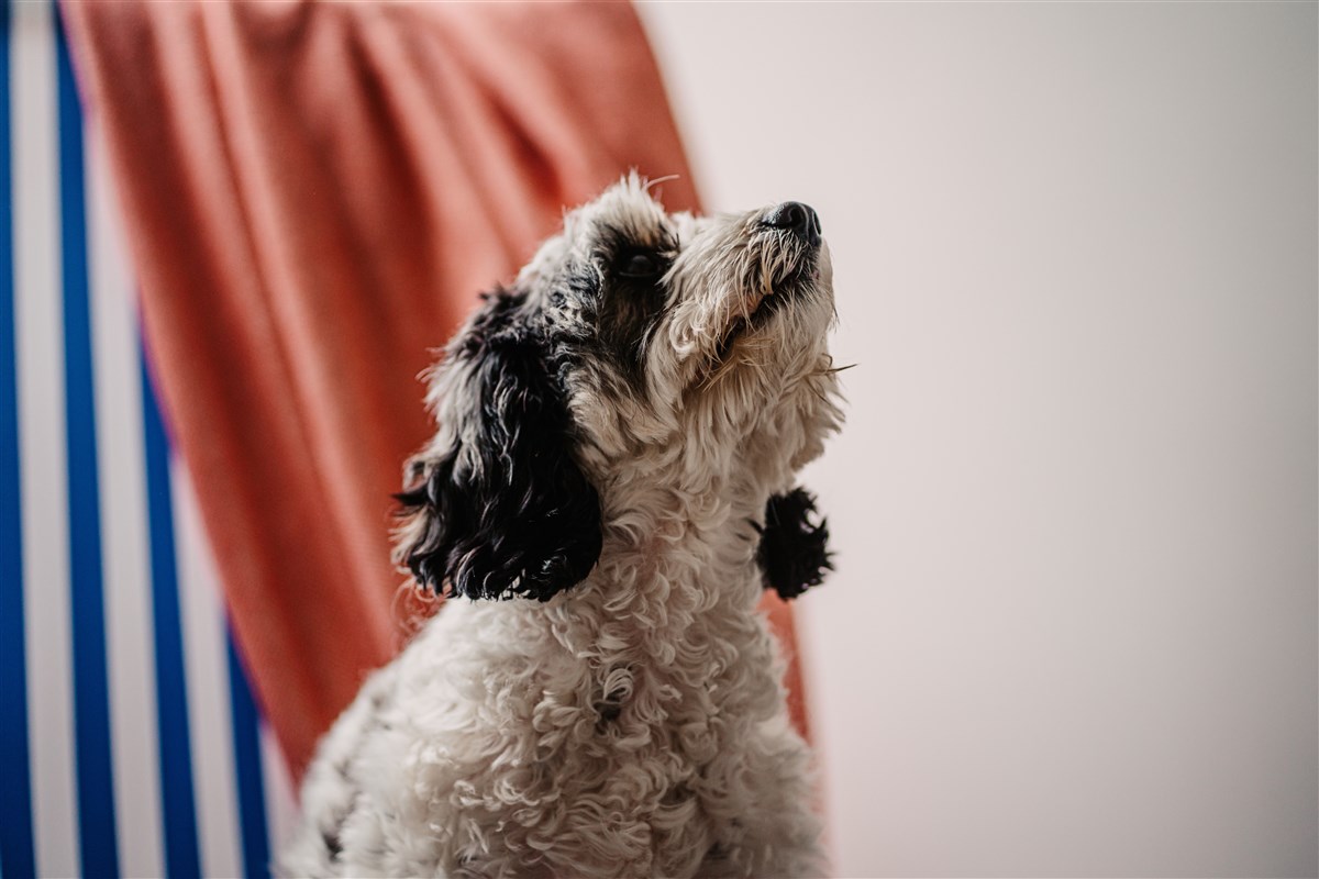 Dog-Friendly Stays
