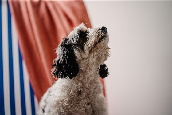 Dog-Friendly Stays