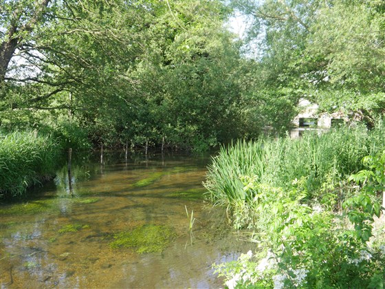 The River Wensum