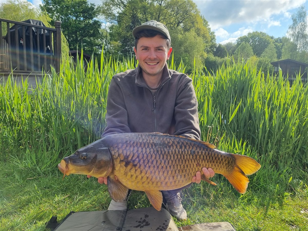 Common carp