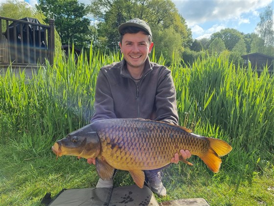 Common carp