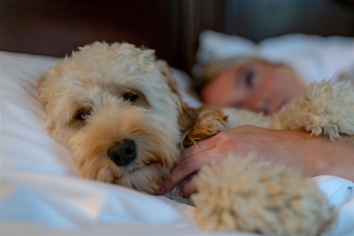 Dog-friendly stays