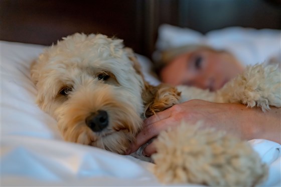 Dog-friendly stays