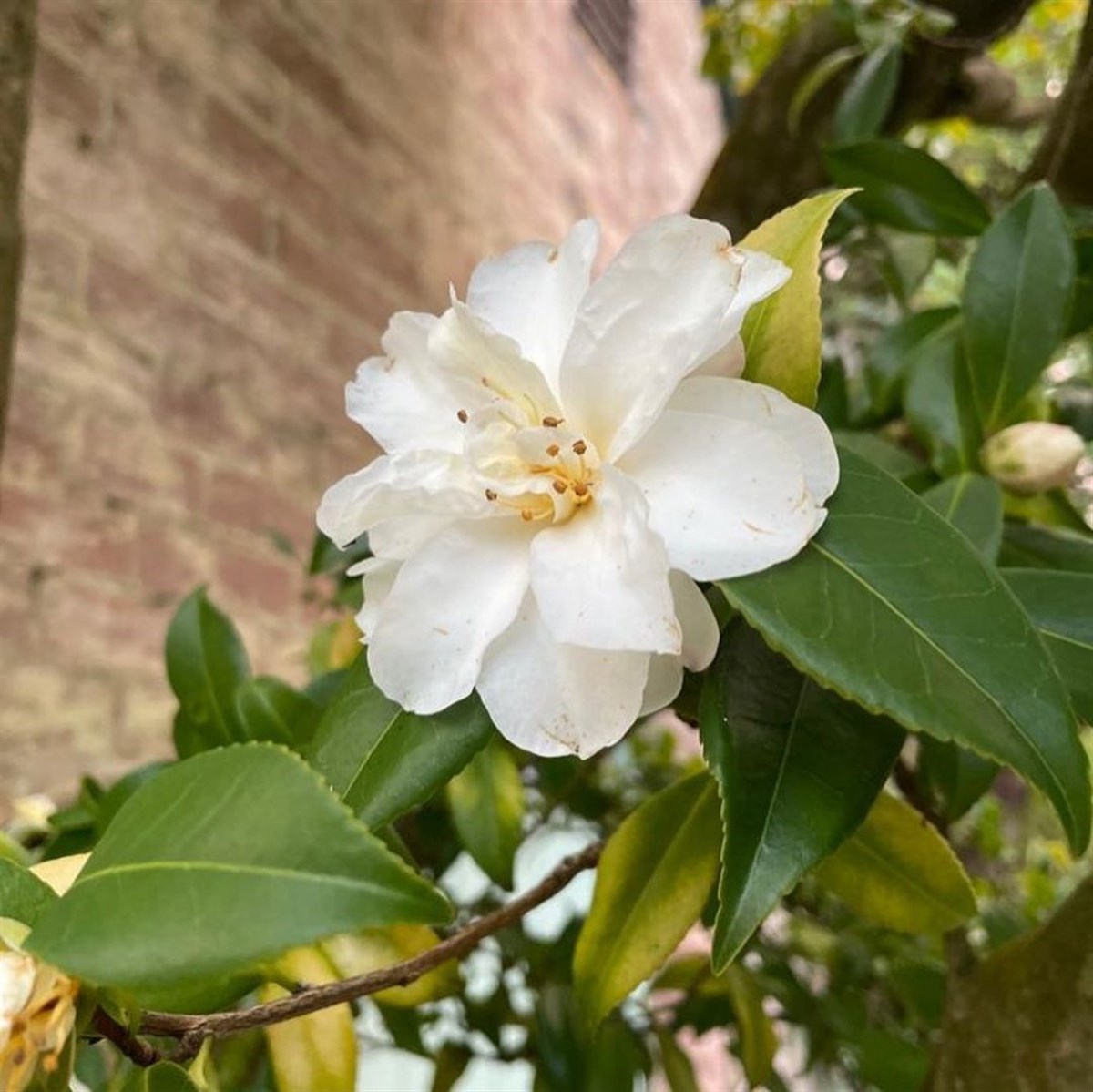 Winter blooming Camellia