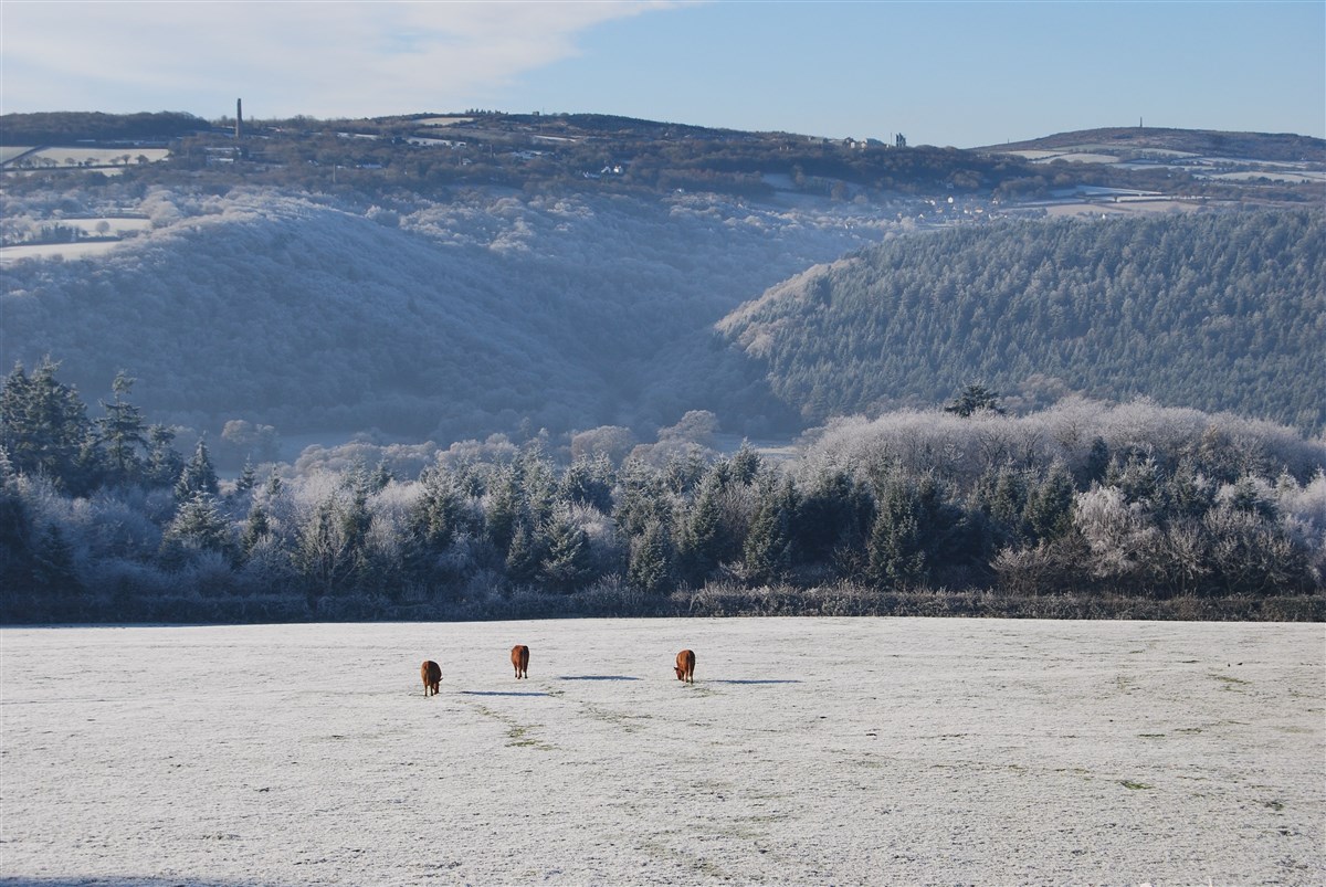 Winter frost