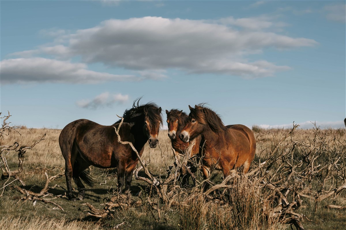 Exmoor Ponies
