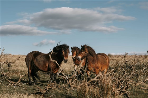 Exmoor Ponies