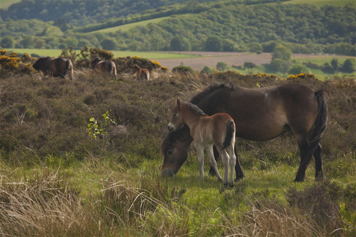Exmoor Ponies