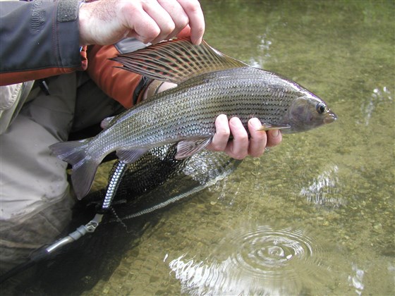 Grayling 