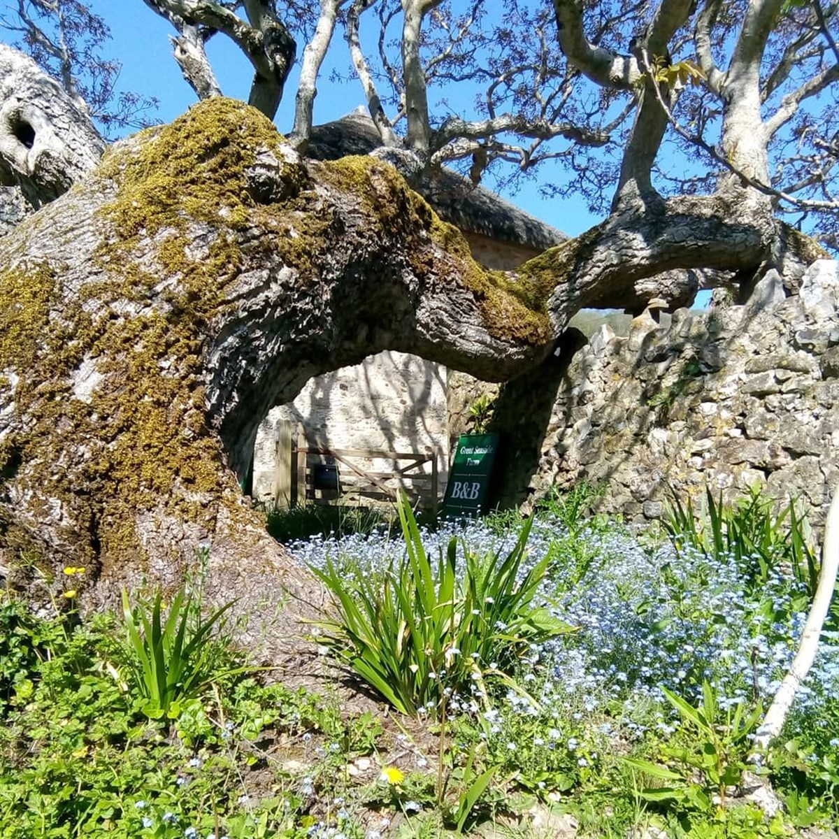 Walnut Tree