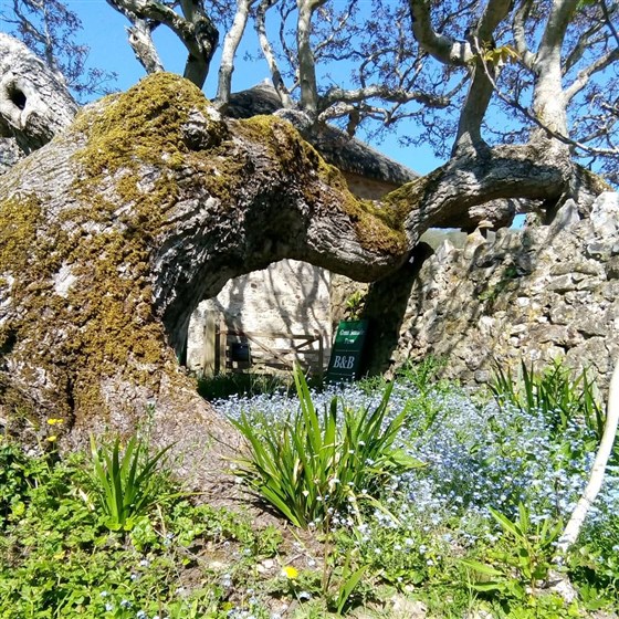 Walnut Tree