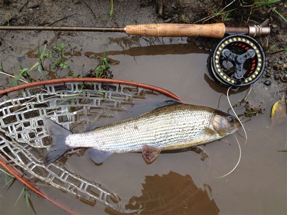 Grayling