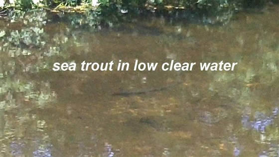 Sea trout