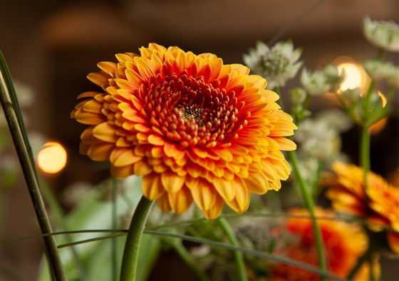 Flores en The Kings Arms