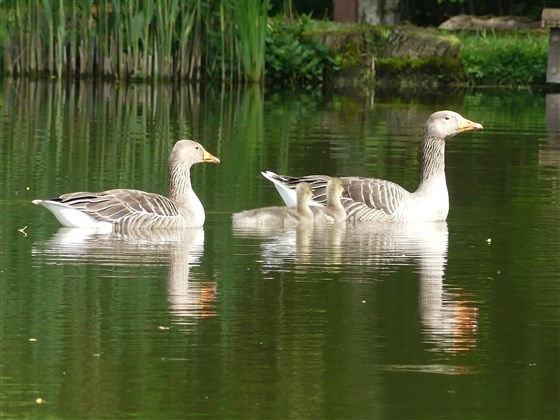 Greylags