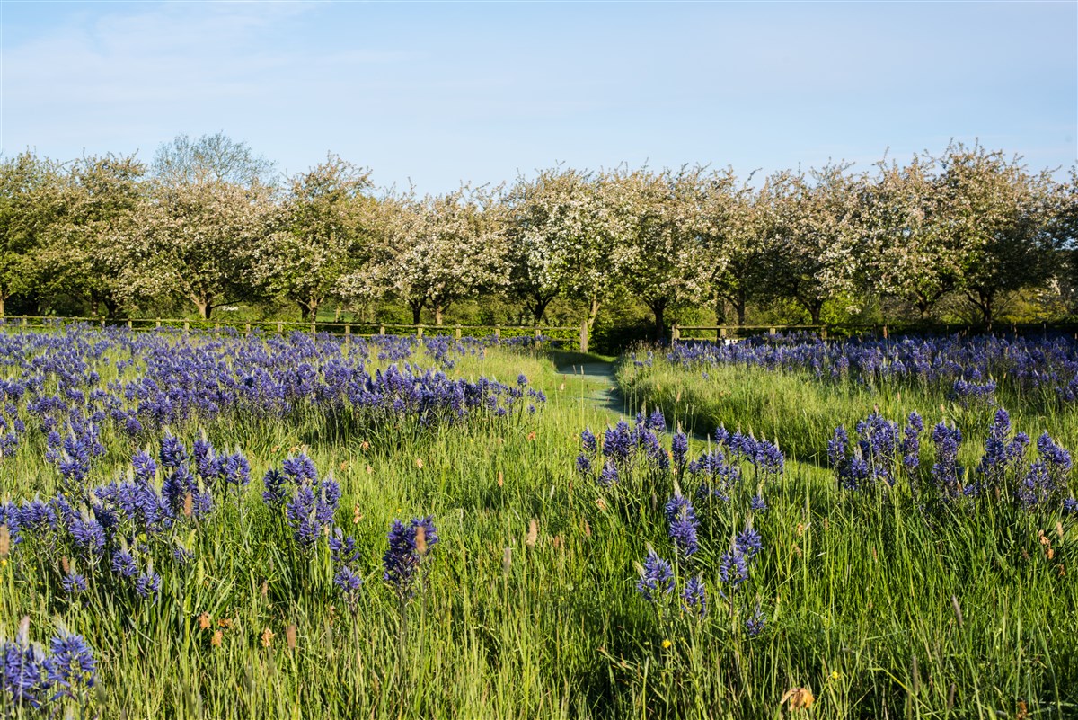 Spring in the meadow