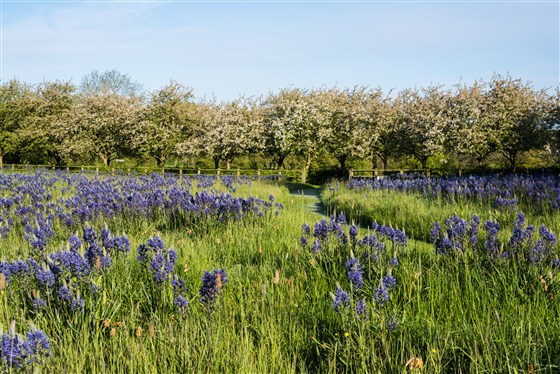 Spring in the meadow