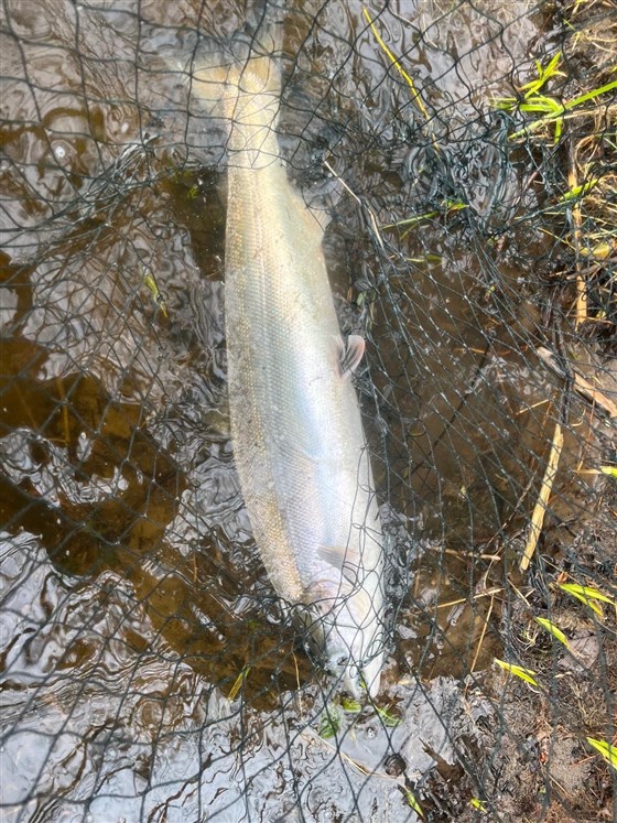 Salmon Spring 2026