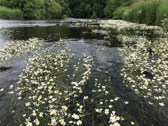 Applegarth