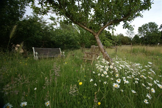 Wild flower meadow