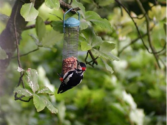 众多啄木鸟之一！