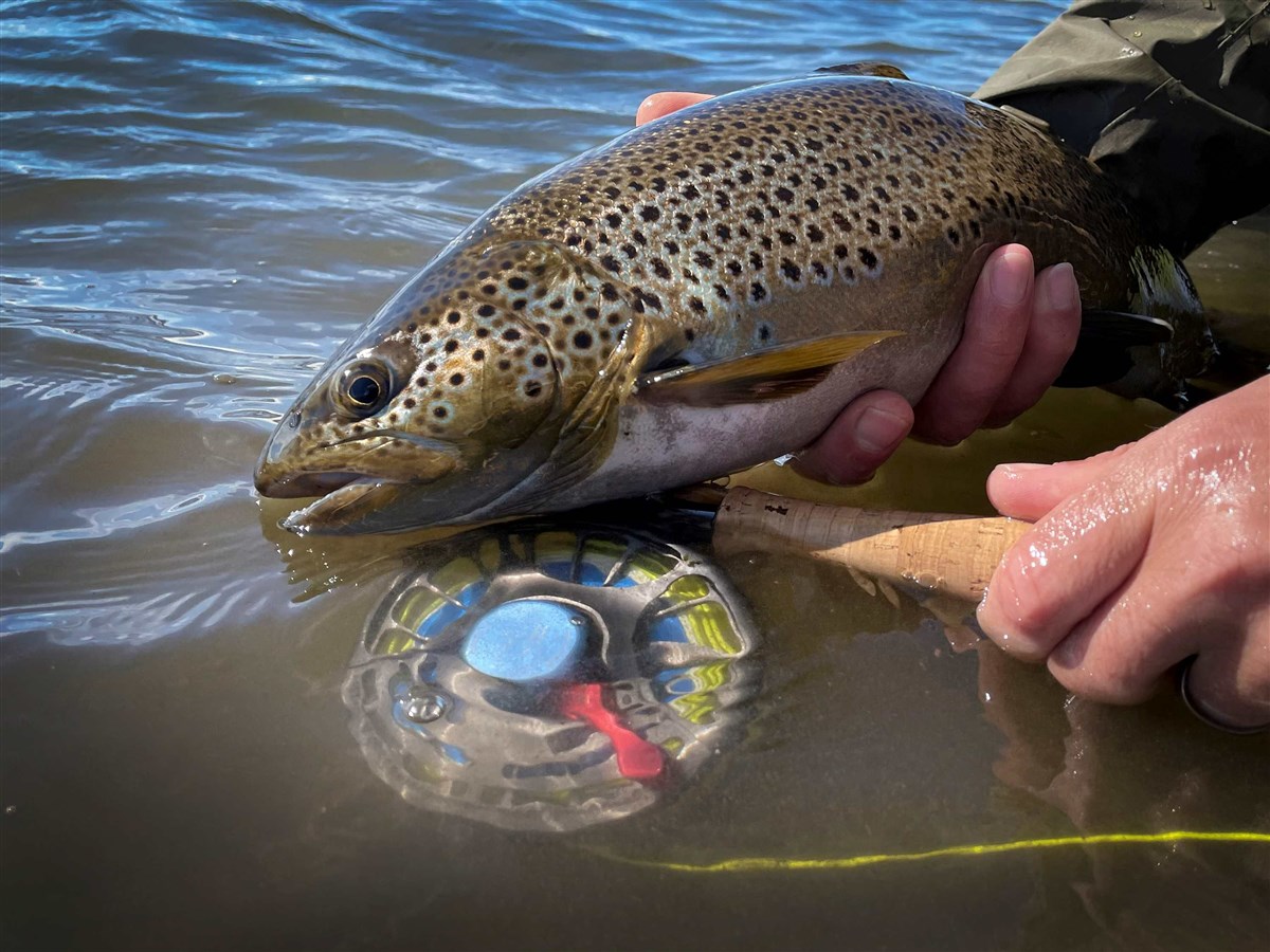 Beat Laxa Arbot fish and reel