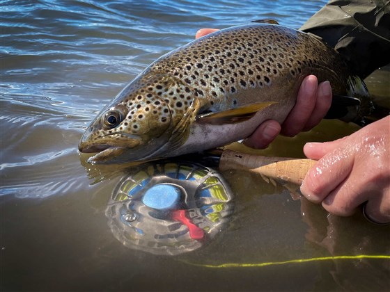Beat Laxa Arbot fish and reel