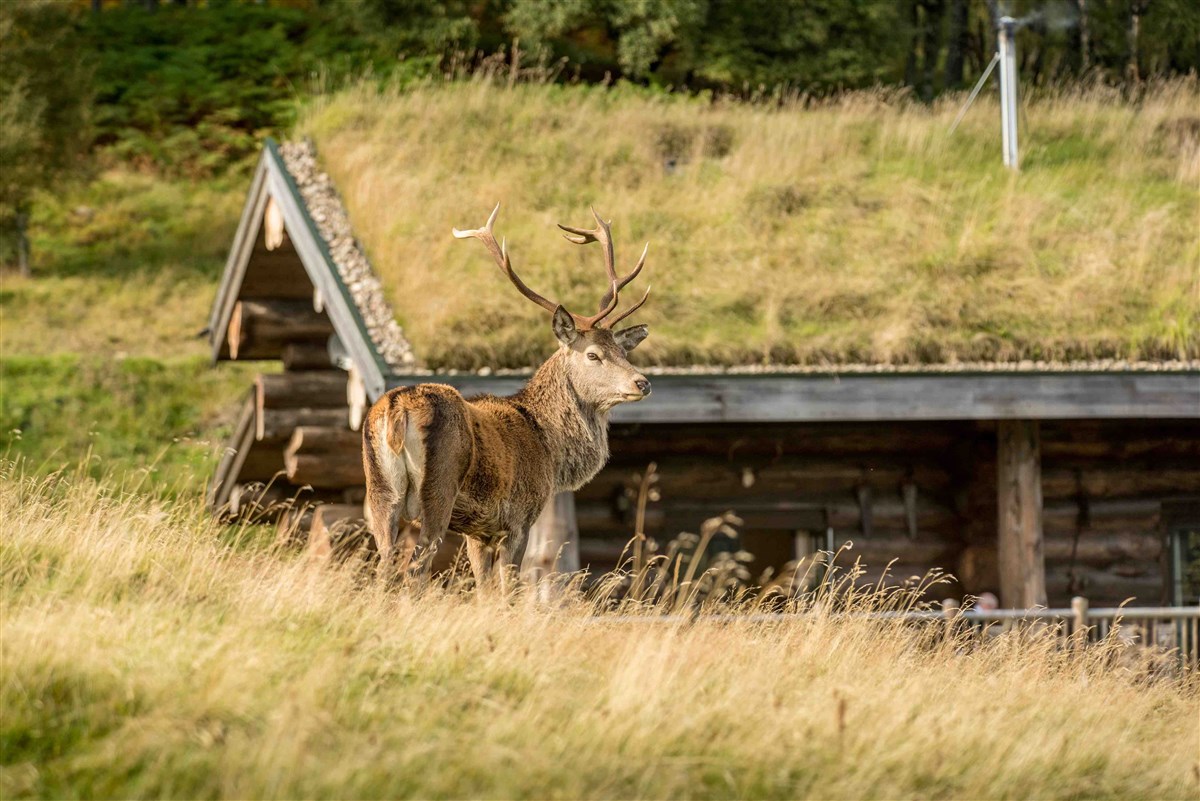 Stag in front of Ardea cabin
