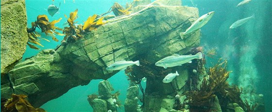 Macduff Marine Aquarium