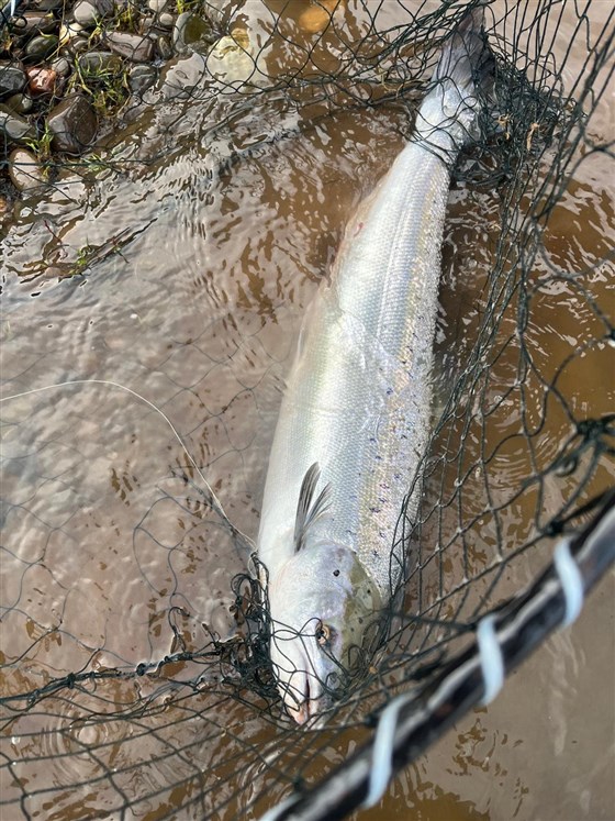 Salmon Spring 2026