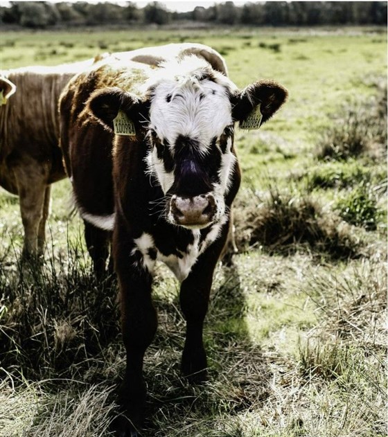Farm life