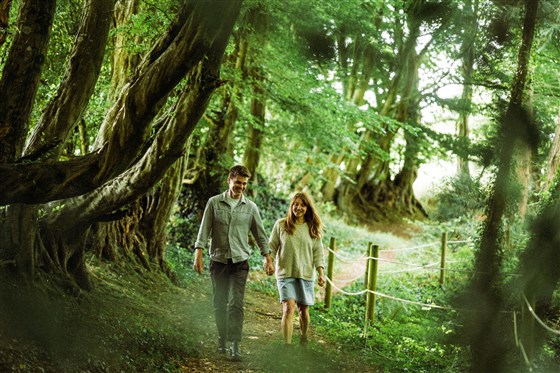 Woodland walk