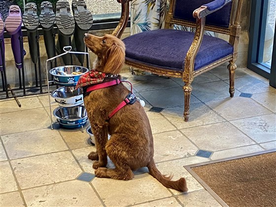 Dogs are welcomed at Alexander House