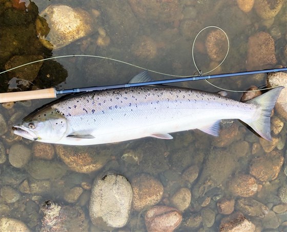 A pristine June Salmon 