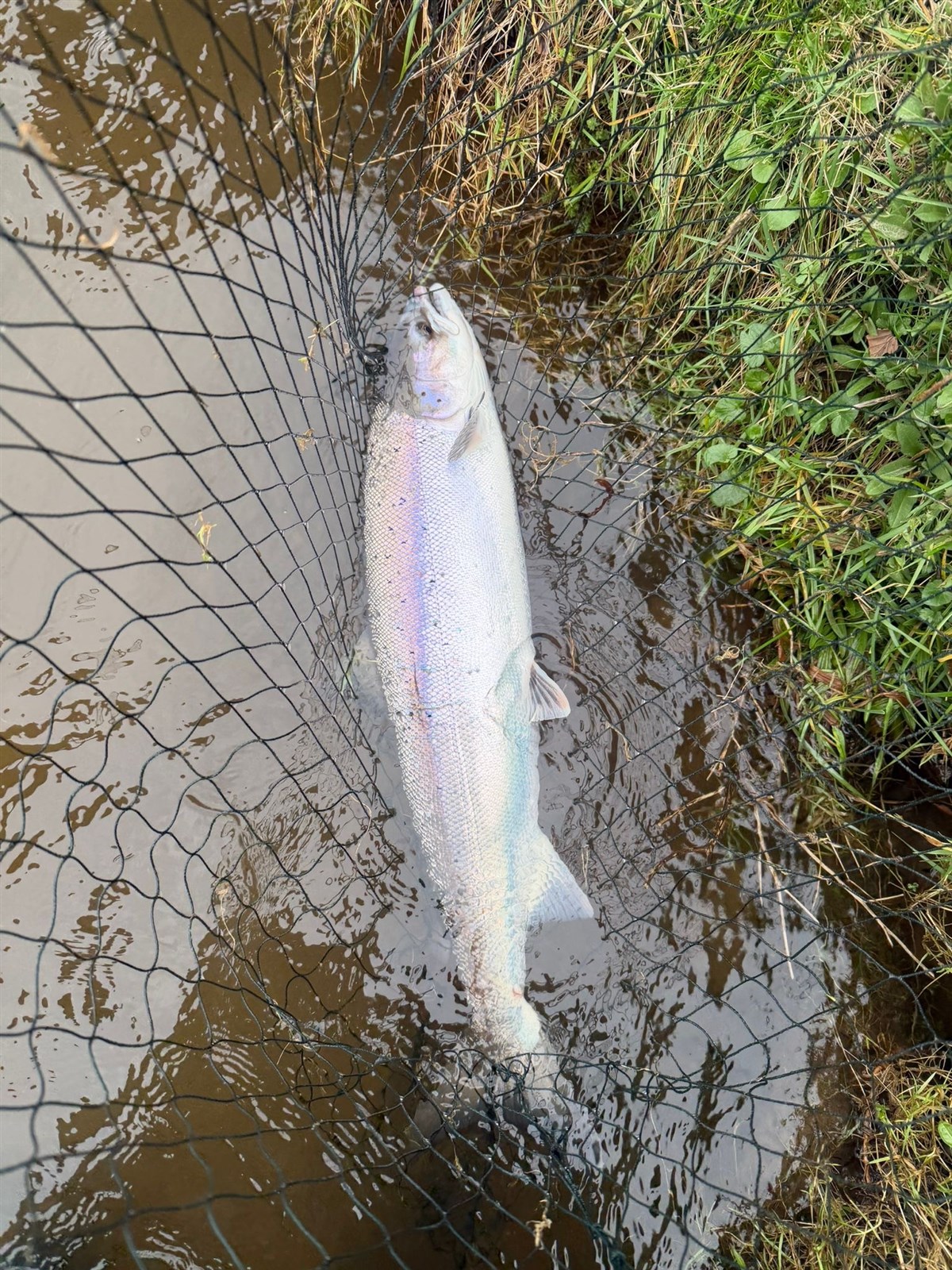 Salmon Spring 2026
