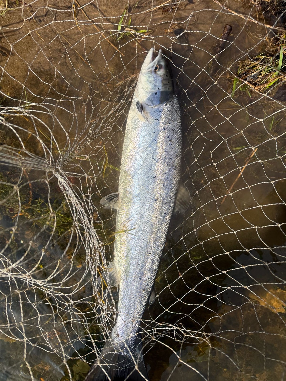 Salmon Spring 2026
