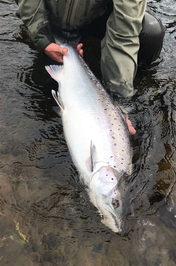 18lb Springer