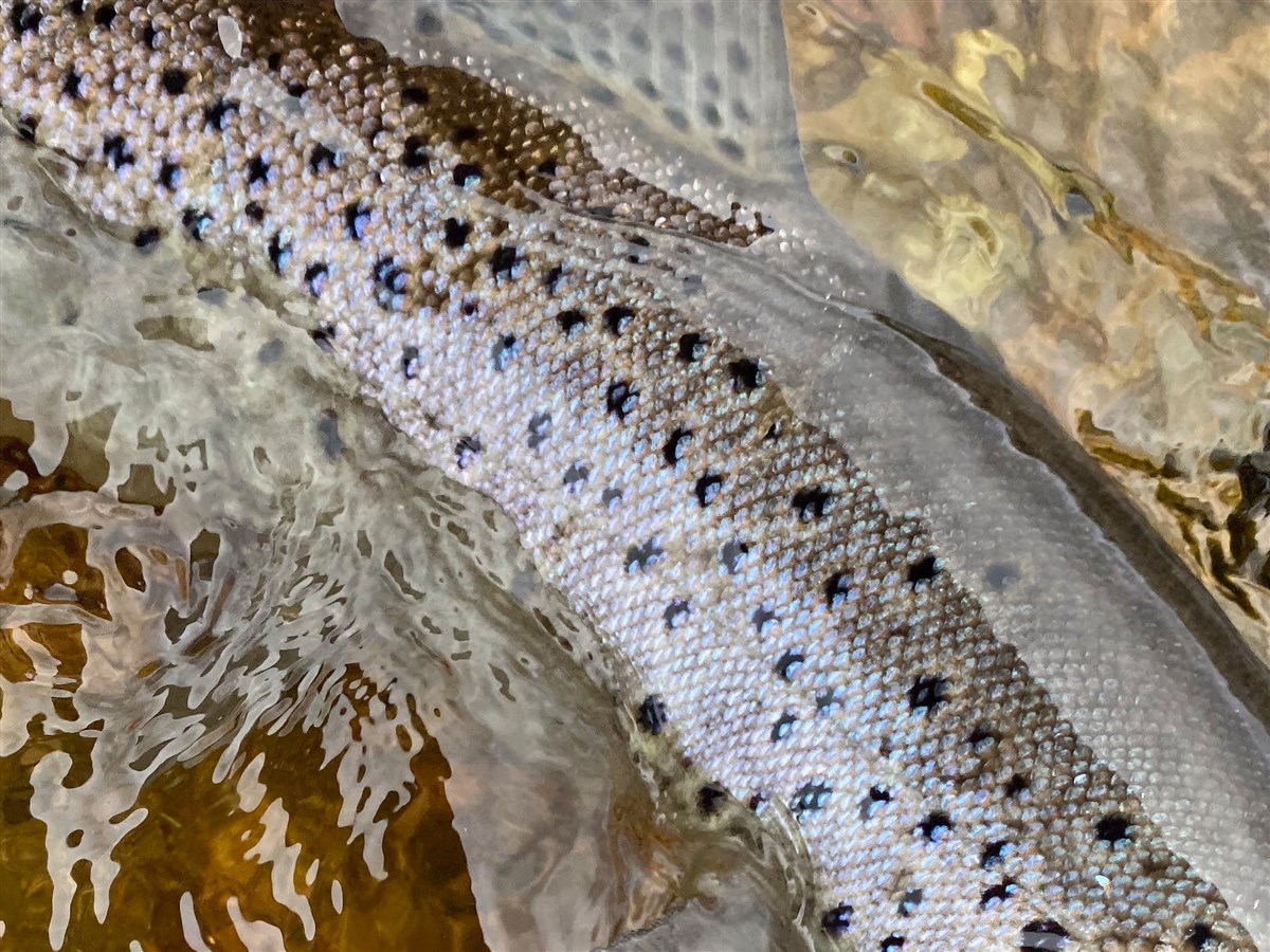 Sea Trout