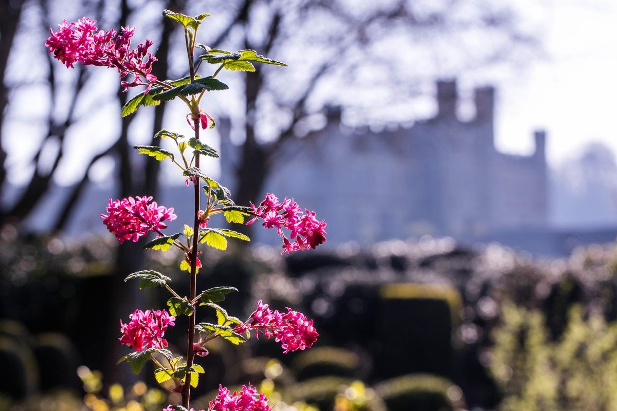 Leeds Castle & Gardens
